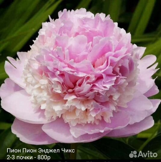 Пионы саженцы
