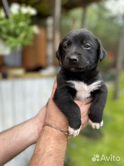 Щенок в добрые руки бесплатно