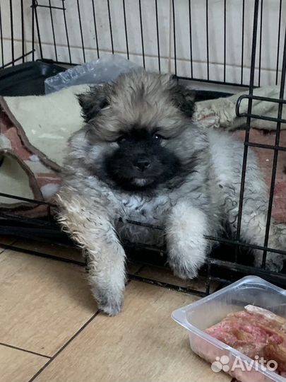 Вольфшпиц кеесхонд-Внуки чемпиона Америки