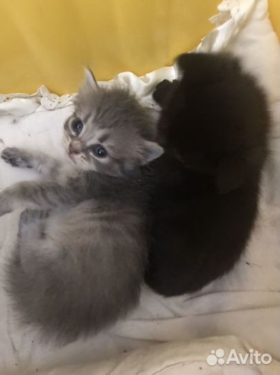 Котята
