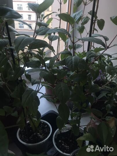 Растения - Фуксия Балерина обмен