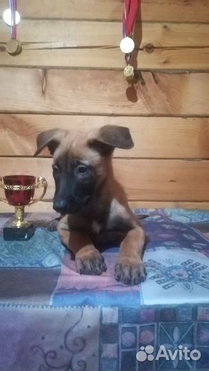 Щенки малинуа