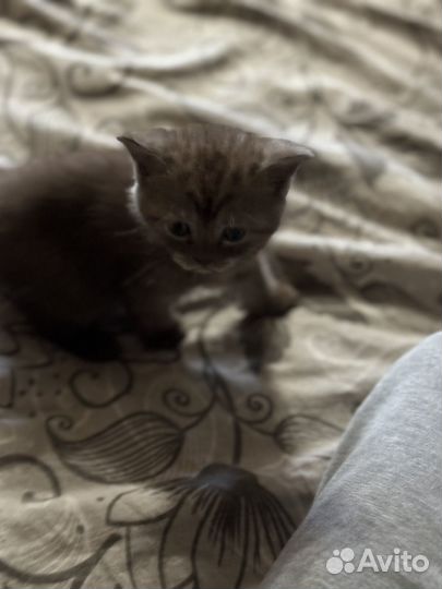 Котята