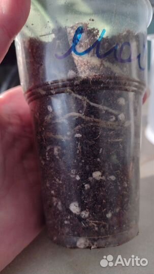 Сцындапсус пиктус