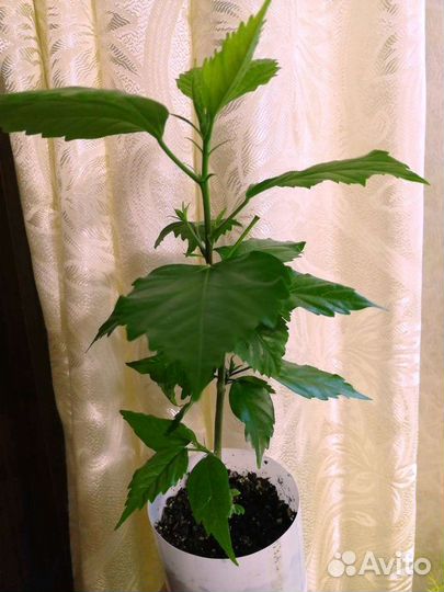 Гибискус сортовой Персик