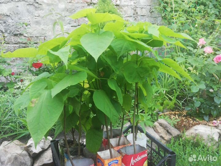 Катальпа,Бундук,Годжи,Спирея,Гортензия