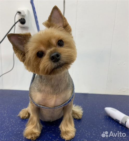 Стрижка собак (груминг)