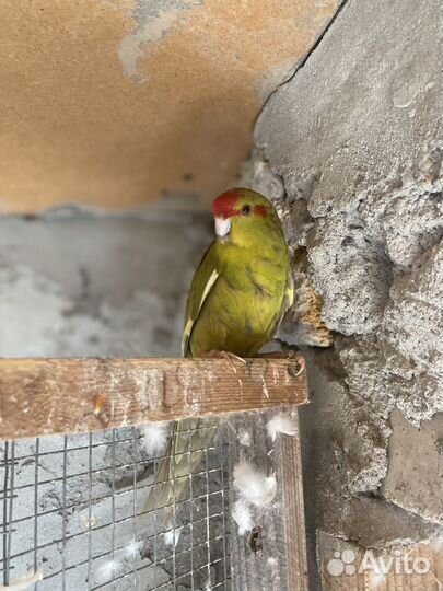 Попугай какарик