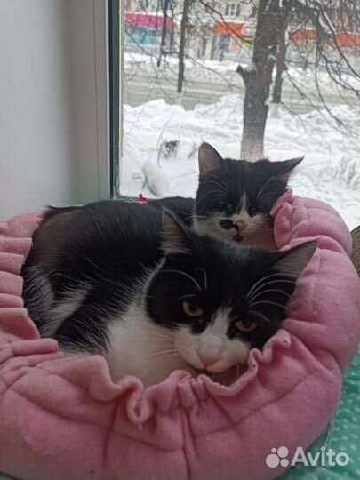 Котята. Две сестрички ищут дом