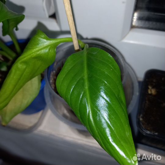 Антуриум спатифиллум гиппеаструм шлюмбергера