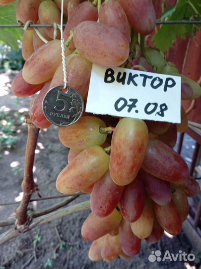 Саженцы винограда