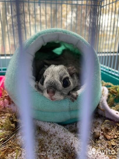 Белка летяга