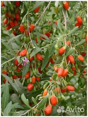 Ягоды годжи