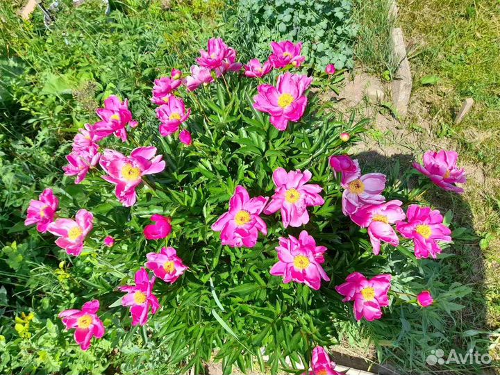 Пионы саженцы, белый, розовый и полет бабочки