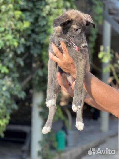 Щенок лисичка ищет дом