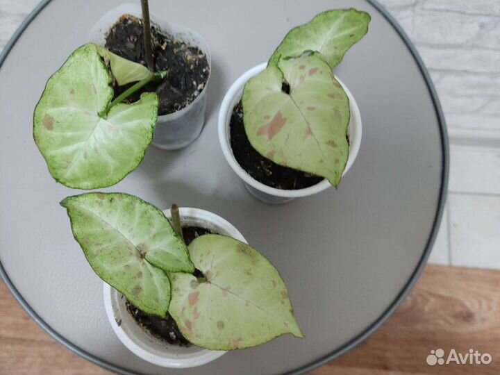 Сингониумы