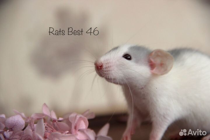 Крысята девочки от Rats Best