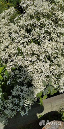 Клематис Белое облако Маньчжурский