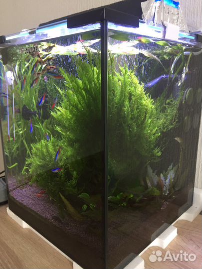 Мох, креветки