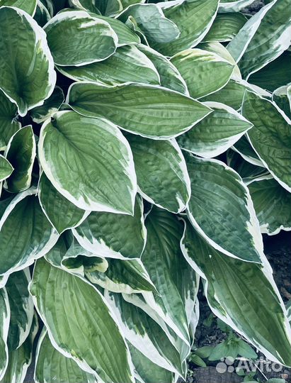 Хосты, папоротник