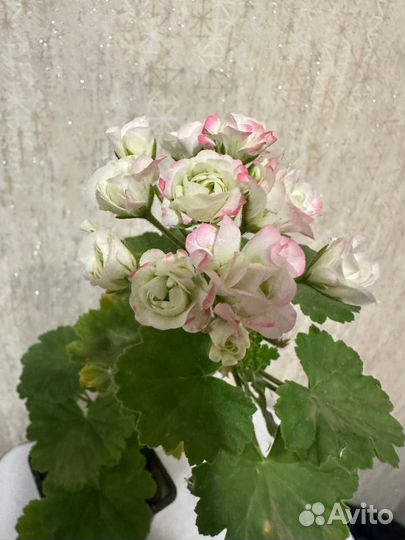 Пеларгония