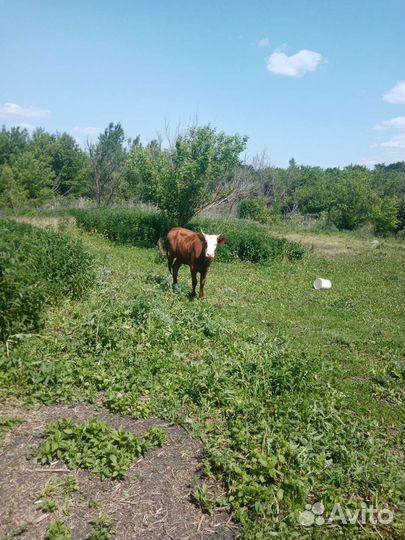 Продам телку