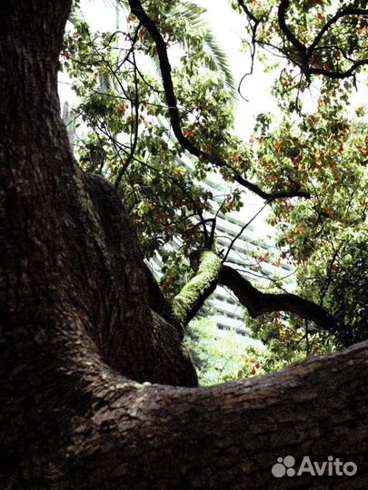 Ретушер фотографий