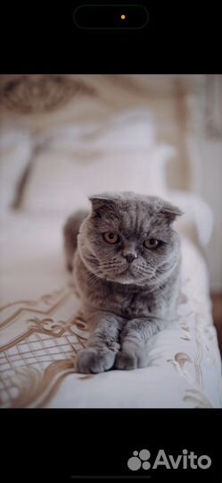 Потерялся кот