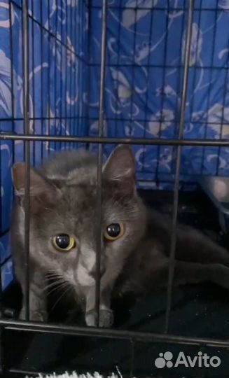 Кошечка Грейс