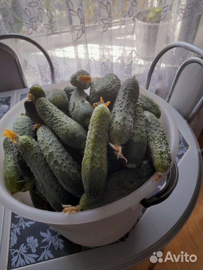 Огурцы свежие домашние