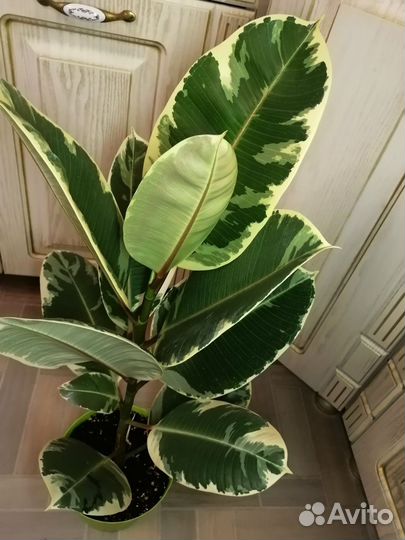 Фикус эластика Тинеке