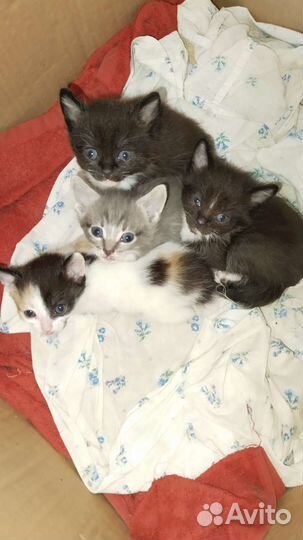 Котята в добрые руки 2 месяц