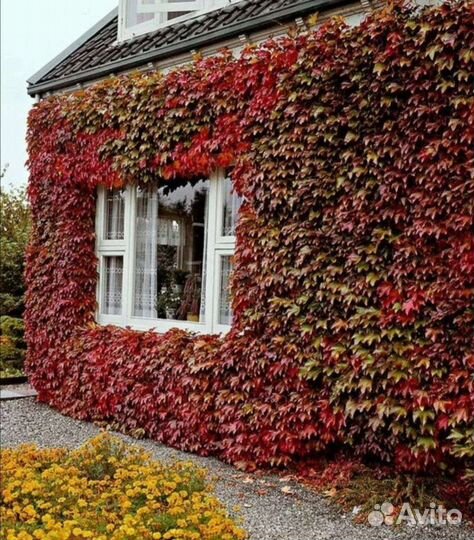 Саженцы декоративного винограда (девичий)