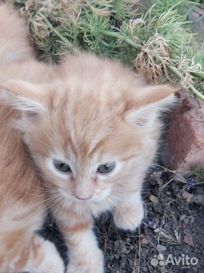 Котята, почти мейн-куны, в добрые руки