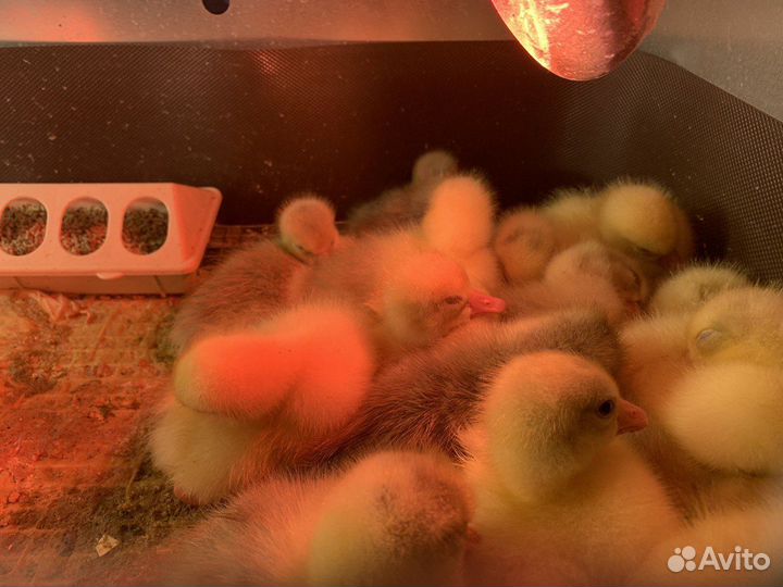 Гусята трех суточные