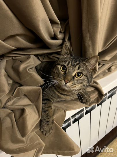 Отдам кота в добрые руки