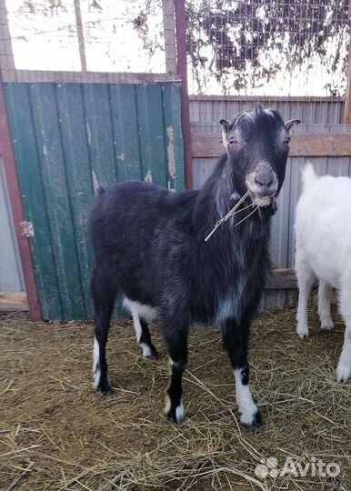 Козы порода 