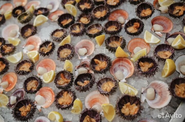 Морской гребешок