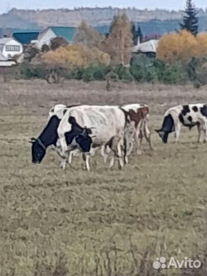 Коровы и телки стельные