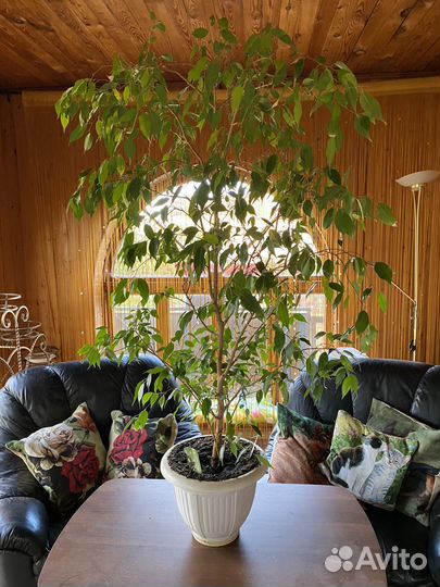 Фикус бенджамина большой