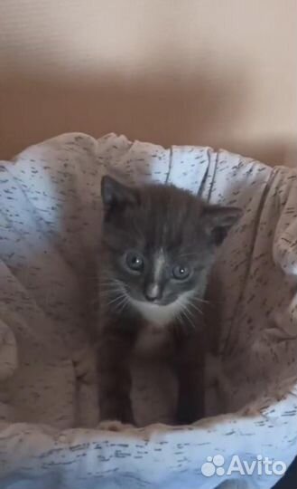 Котята