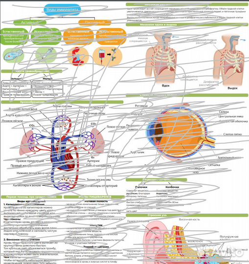 Шпаргалки огэ по биологии 2023