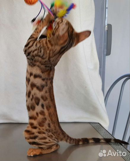 Бенгальская кошечка