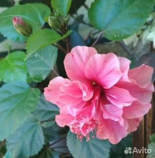 Гибискус китайская роза