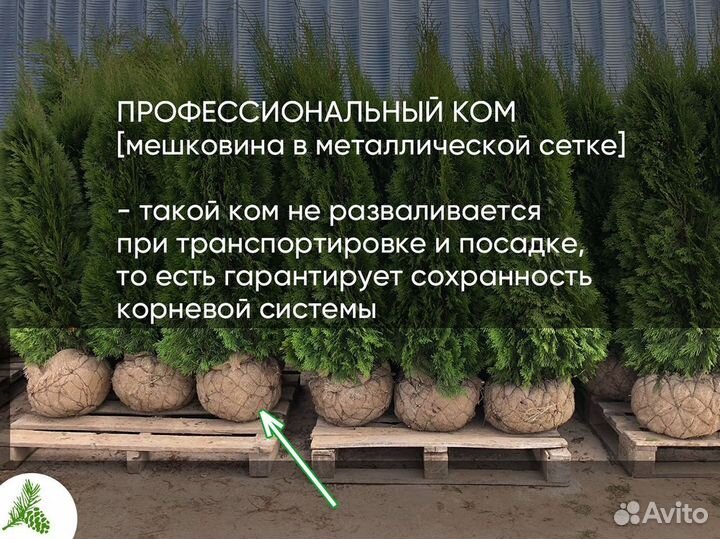Туи сортовые, Туя Смарагд