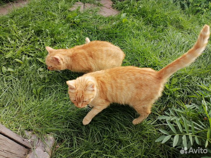 Кошечка в добрые руки