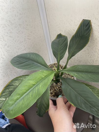 Спатифиллум вариегатный