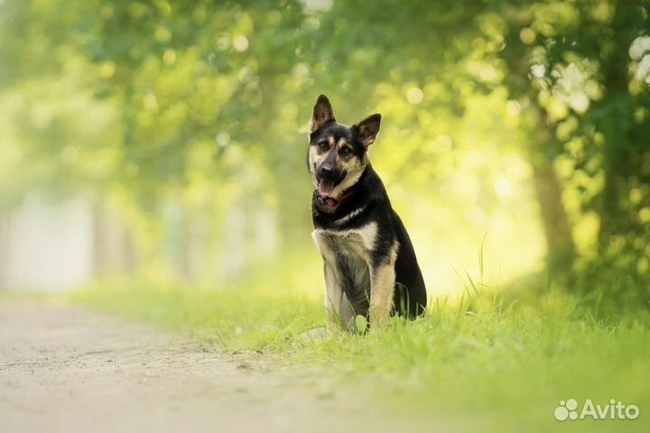 Фанта ищет дом