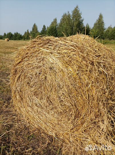 Сено в тюках