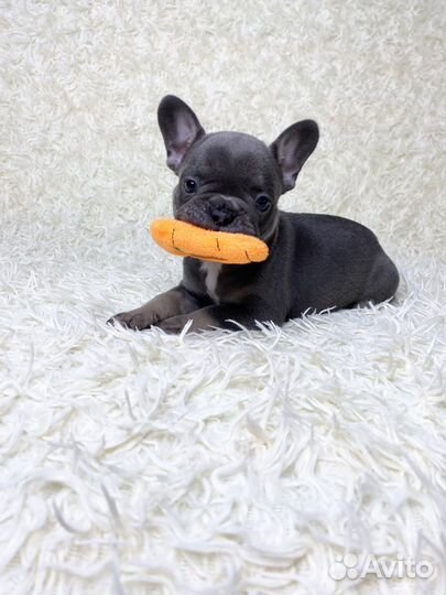 Голубой мальчик французкого бульдога